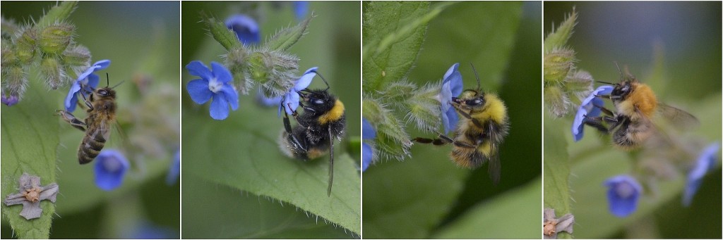 CATCH THE BUZZ – Where Have All the Flowers Gone: Complexity & Worldwide Bee Declines