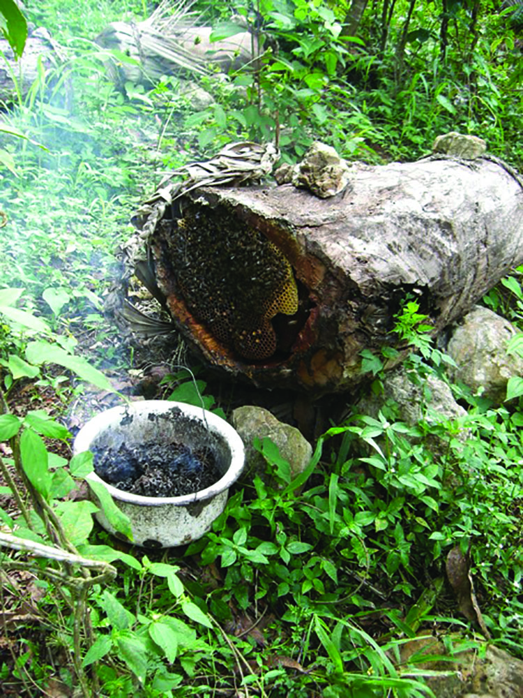 A log hive with the banana leaf removed at the end. Sterk encourages rural, mountain, Haitian beekeepers to make more log hives rather than deal with the tremendous expense and transportation issues associated with Langstroth hives. Some beekeepers cut top bar hives out of sheets of plywood that sell for $80 US each.