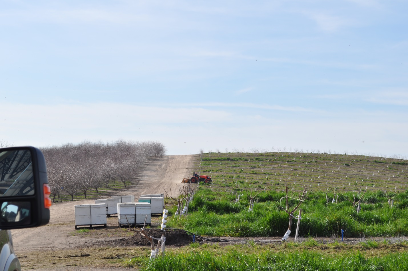 CATCH THE BUZZ – Authorities Warn of Beehive Thefts Connected to Almond Pollination