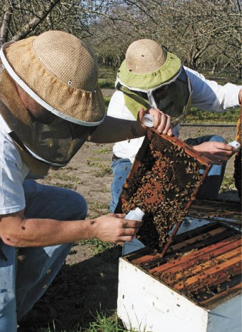 CATCH THE BUZZ – Bee Informed Partnership – BIP – Leads to Healthy Hives
