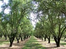 CATCH THE BUZZ – Flooding Almond Orchards May Help Water Shortage