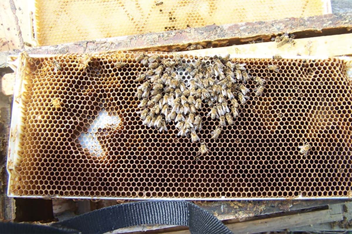 What can a handful of dead bees tell you? Lots, it seems.