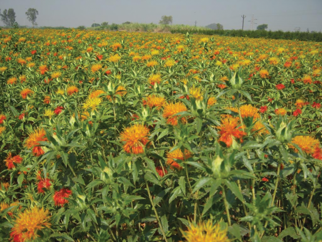 seed and oilseed crops as bee plants bee culture safflower plant