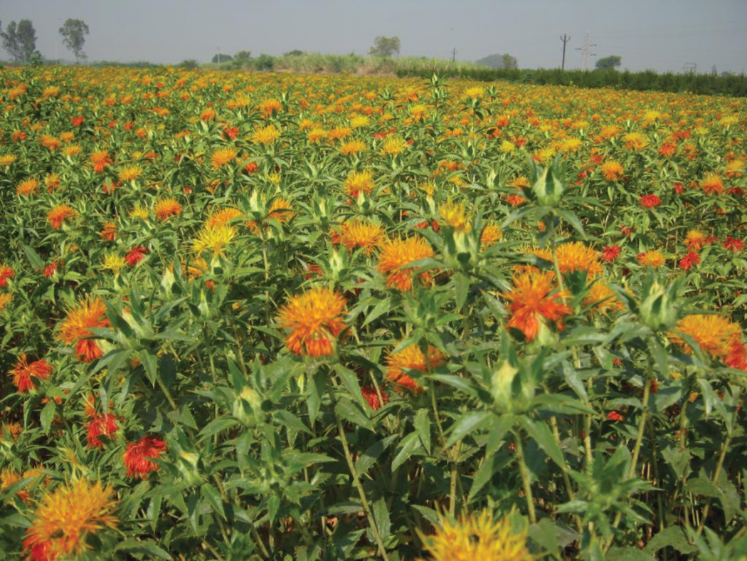 Safflower (Carthamus tinctorius) field