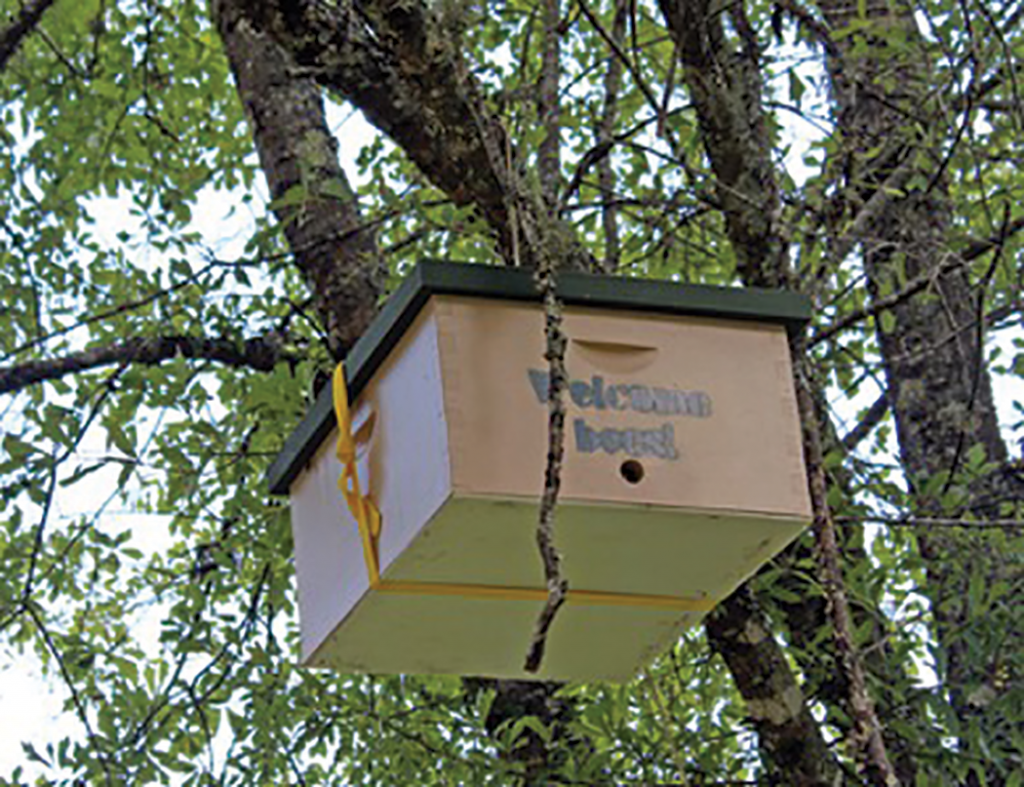 A bait hive near John Hurst's research apiary.