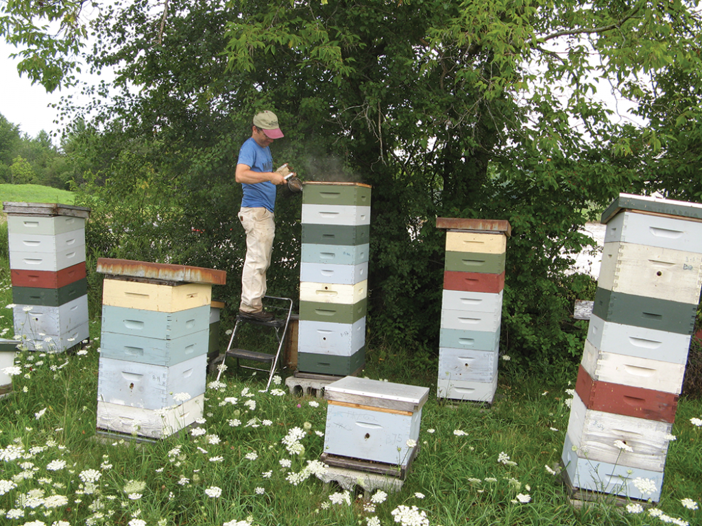 Keeping on top of the honey flow so that additional honey supers can be added in time to prevent congestion in the hive is critical in order to help prevent swarming. A good rule of thumb is to check hives every seven to 10 days during the periods of bloom.