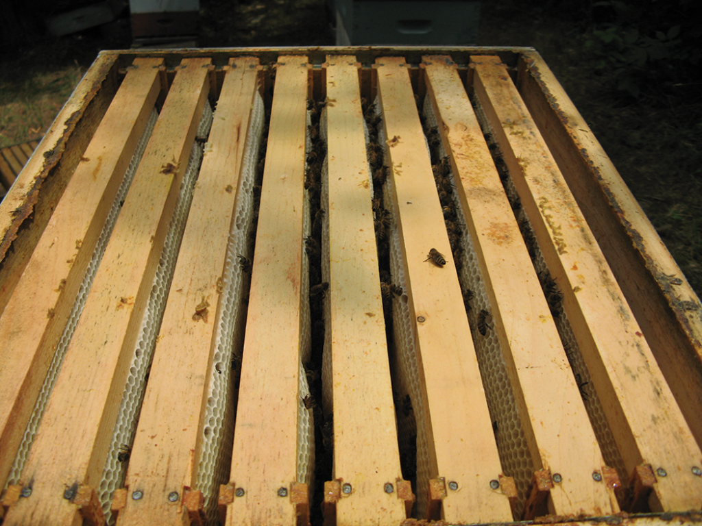 Combs with new fresh white wax are an indication that the honey flow is on. Filling a 10-frame super with eight frames of drawn out comb, evenly spaced out, will allow the bees to store more honey in the super than when filling with ten frames. The reduction of two frames worth of wood and the two bee spaces between the combs allows additional room for honey storage.