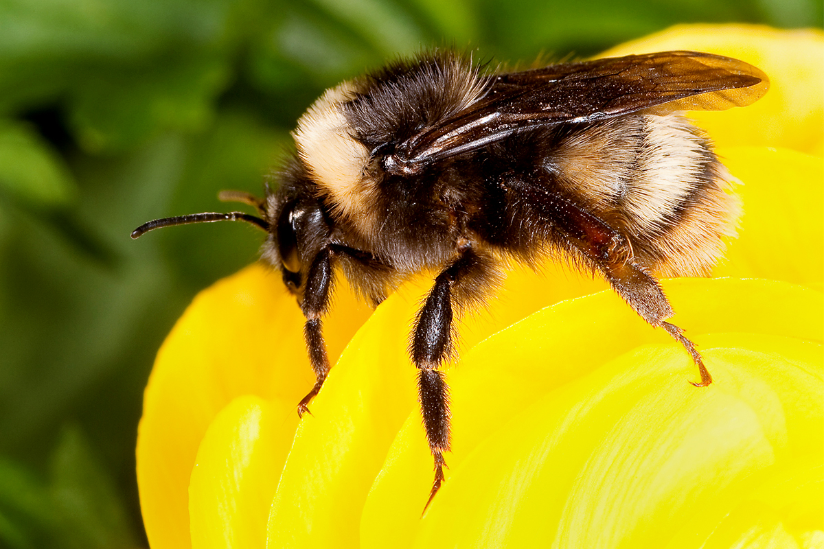 CATCH THE BUZZ – Commercial Bumblebees Help Spread Nosema bombi to Wild Bumbles