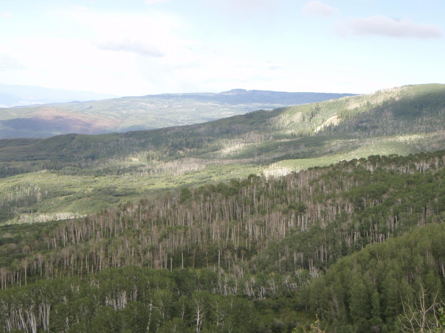 CATCH THE BUZZ – Which Trees Face Death in Drought? Fewer Trees, Certainly Less Honey Bee Food. Study Identifies Tree Traits That May Contribute to Drought Vulnerability