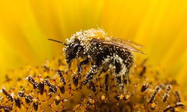 CATCH THE BUZZ – UK Govt. Ministers reject plan for ’emergency’ use of banned bee-harming pesticides