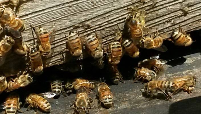 CATCH THE BUZZ – MISSISSIPPI  GETS EPA APPROVAL TO USE UNAUTHORIZED PESTICIDE TO SAVE GRAIN SORGHUM CROP