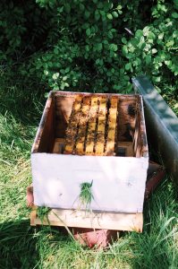 A five-frame nucleus colony awaiting additional empty frames. Many beekeepers have turned to splitting hives and making nucs in an effort to make up for record colony losses.