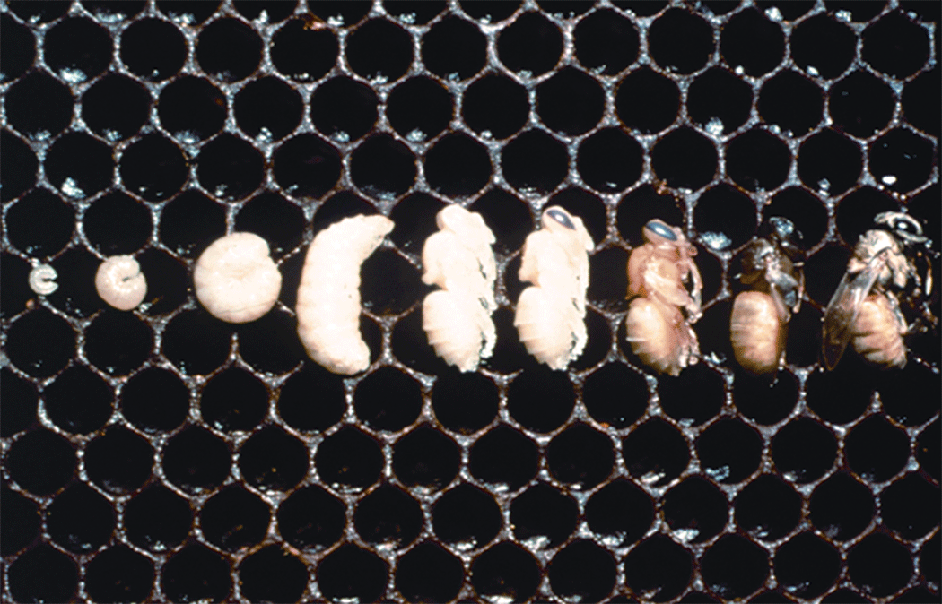 Личинка медоносной пчелы. Откладывание яиц маткой пчел.