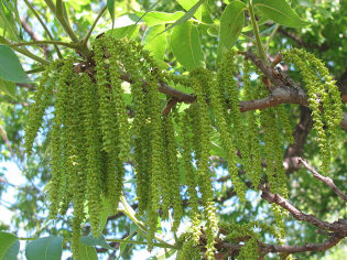 CATCH THE BUZZ – Just so you know, Pecans don’t need bees, but cross pollination is essential for pecan production