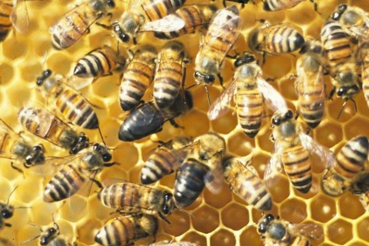 An isolated population of honeybees, the Cape bees, living in South Africa has evolved a strategy to reproduce without males. A research team from Uppsala University has sequenced the entire genomes of a sample of Cape bees and compared them with other populations of honeybees to find out the genetic mechanisms behind their asexual reproduction. Credit: Mike Allsopp