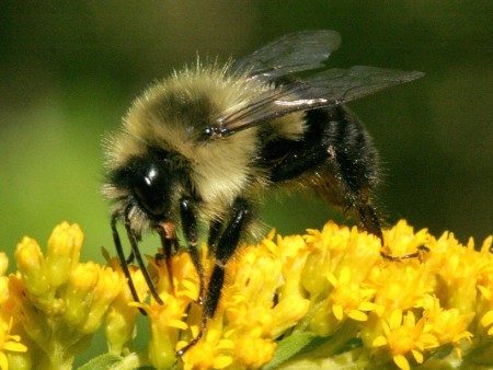 CATCH THE BUZZ – Use this from the Honey Bee and Native Pollinator Education Program in Ohio State’s College of Food, Agricultural and Environmental Sciences.