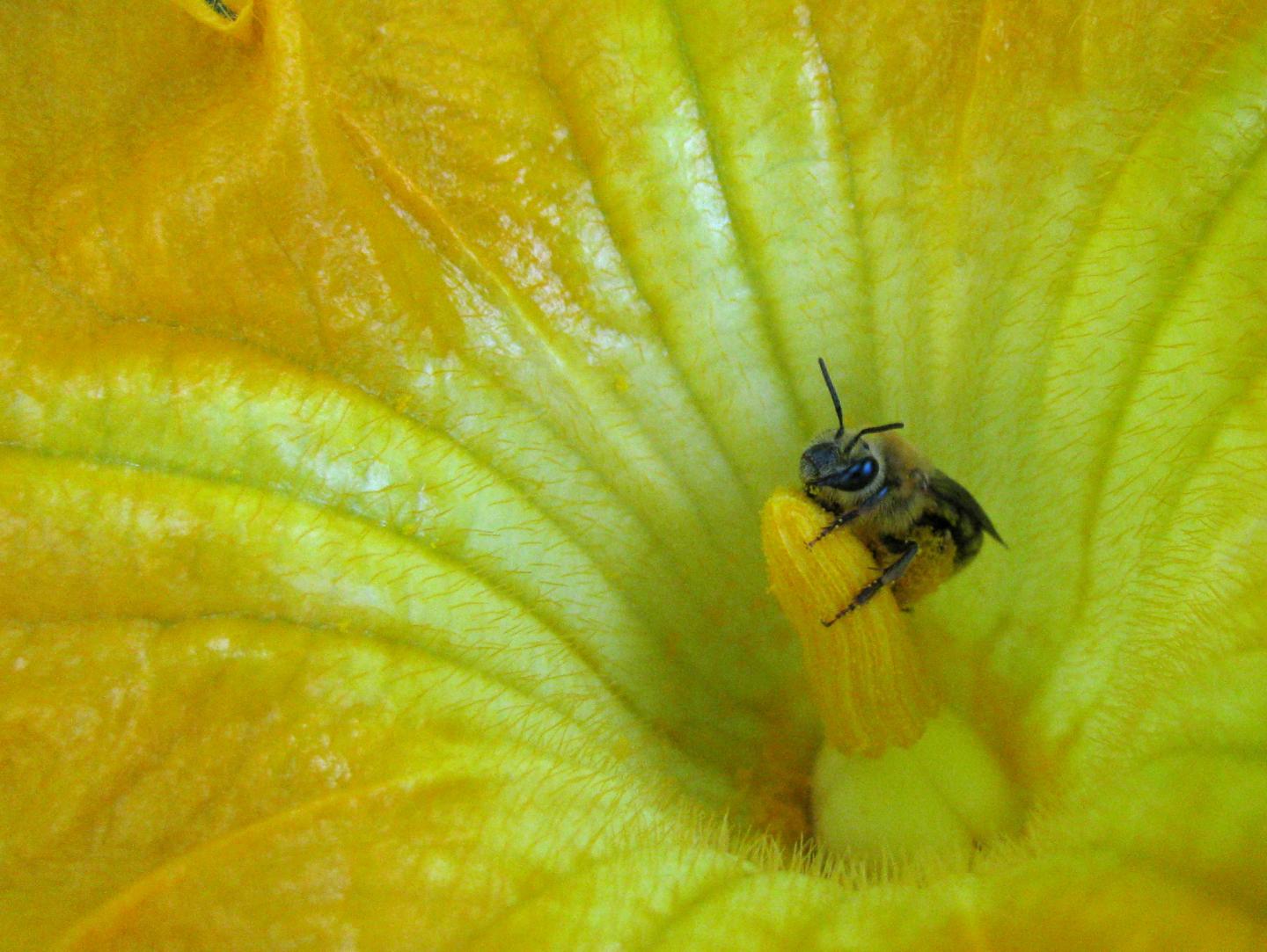 IMAGE: Using genetic markers, researchers have found that the spread of the squash bee in pre-Columbian Central and North America was tied to the spread of squash agriculture.