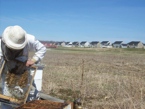 What used to be a rural beeyard may suddenly be an urban beeyard. Proactive regulations will prevent restrictions or removal, but insure the safety of the new residents.