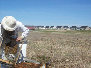  What used to be a rural beeyard may suddenly be an urban beeyard. Proactive regulations will prevent restrictions or removal, but insure the safety of the new residents. 