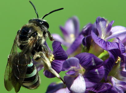 CATCH THE BUZZ – Everything Else We Could Find About Pollinator Week. Enjoy At Your Leisure.