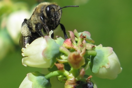 CATCH THE BUZZ – Scientists to examine spread of disease in bees with NIH grant. So, how DO pathogens get from point A, to point B?