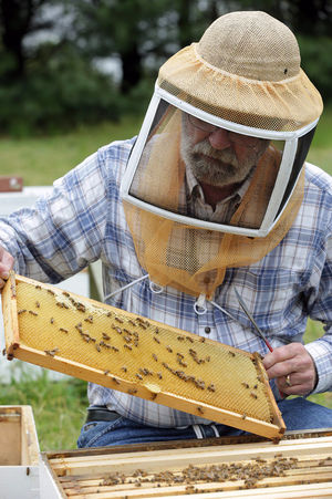 Ned Morgan, 62, president of South Jersey Beekeepers, checks the health of one of his many bee hives, Tuesday, May 3, 2016, in Deerfield Township, Cumberland County. A mild winter contributed to a statewide loss of 20 percent to 25 percent of bees, an improvement over the 35 percent loss of previous years. (Michael Ein/Staff Photographer)