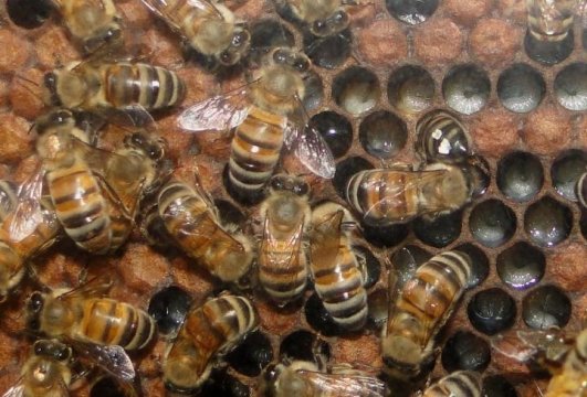 CATCH THE BUZZ – Honey bee circadian rhythms are affected more by social interactions