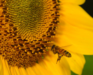 CATCH THE BUZZ – Air pollutants degrade floral scents and increase insect foraging times