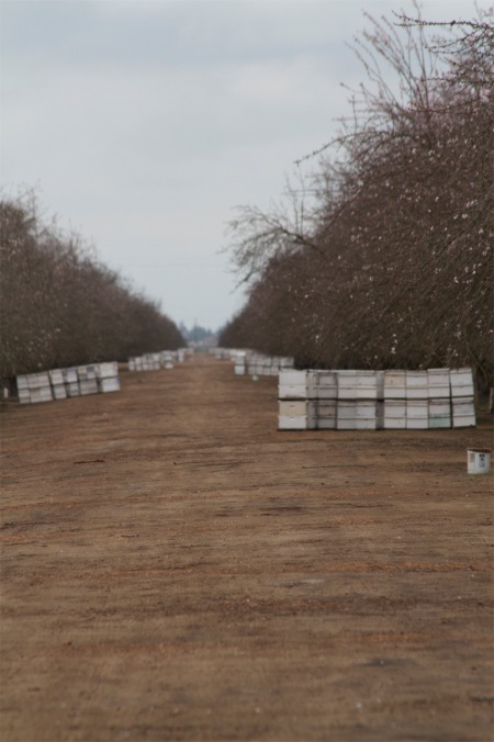 CATCH THE BUZZ – California almond forecast increases