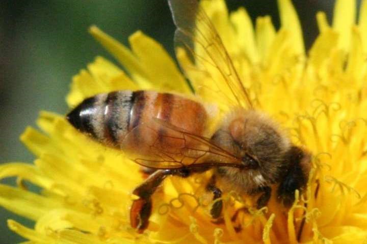 CATCH THE BUZZ – Researchers discover how honey bees ‘telescope’ their abdomens