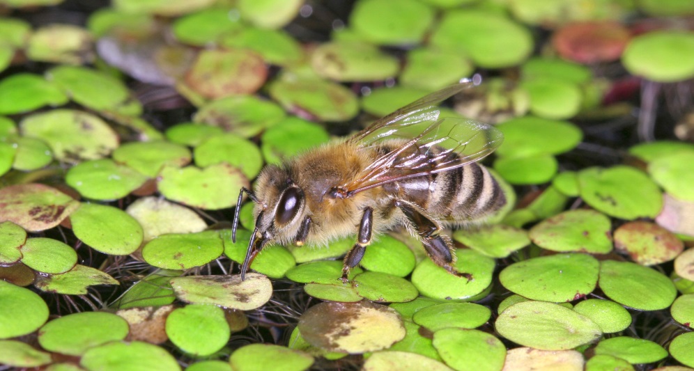 CATCH THE BUZZ – Keeping The Colony Cool. Fanning, Leaving, and Collecting and Storing Water In The Hive.