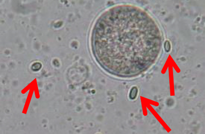 Nosema spores (red arrows) in a sample with pollen and tissue debris.