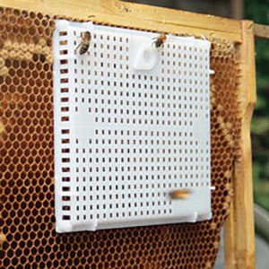 Plastic and metal queen introduction cages (also called push-in cages) allow the beekeeper to put a queen over an area of emerging brood (or with nurse bees) and stimulate food exchange during introduction.