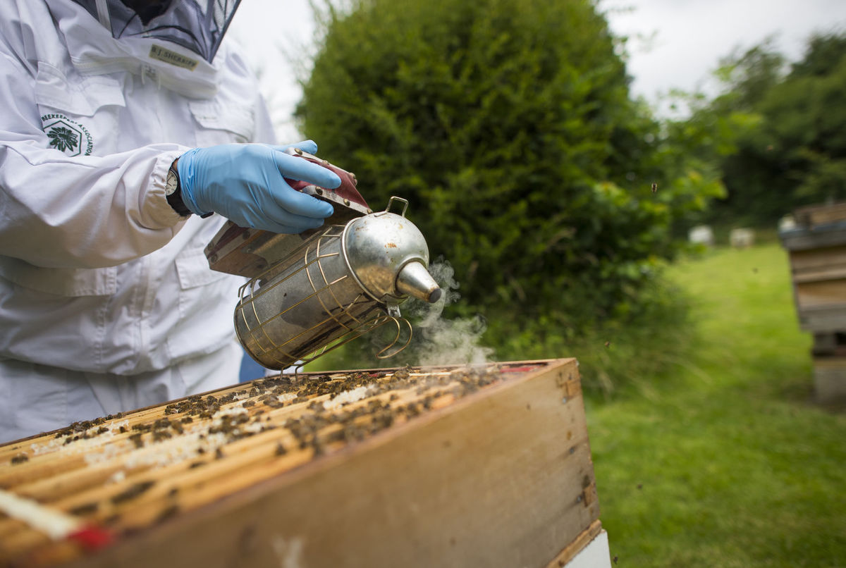 CATCH THE BUZZ – Brexit and England’s honey bees