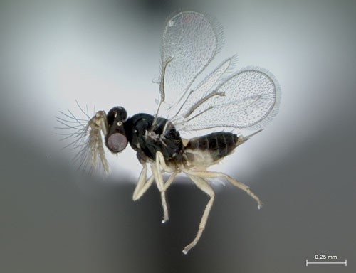 CATCH THE BUZZ – Controlling the Asian Citur Psyllid – Help May Be On The Way