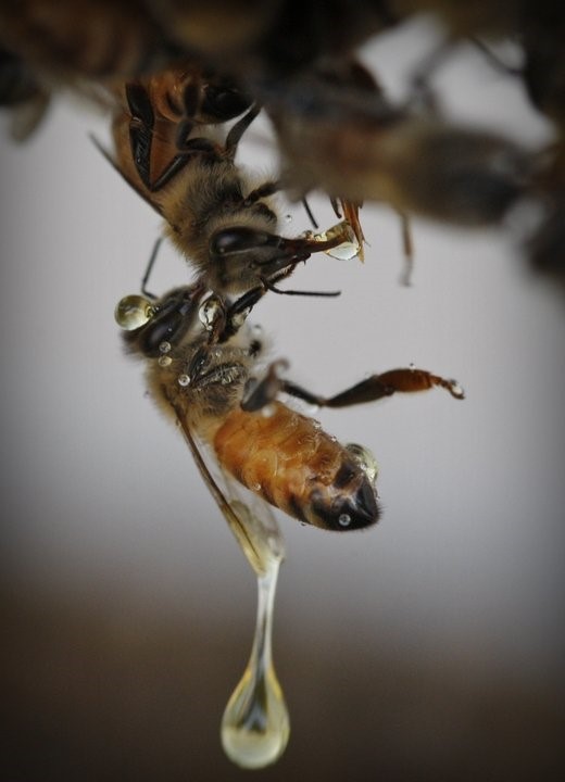 CATCH THE BUZZ – South Carolina county inadvertently kills millions of honey bees