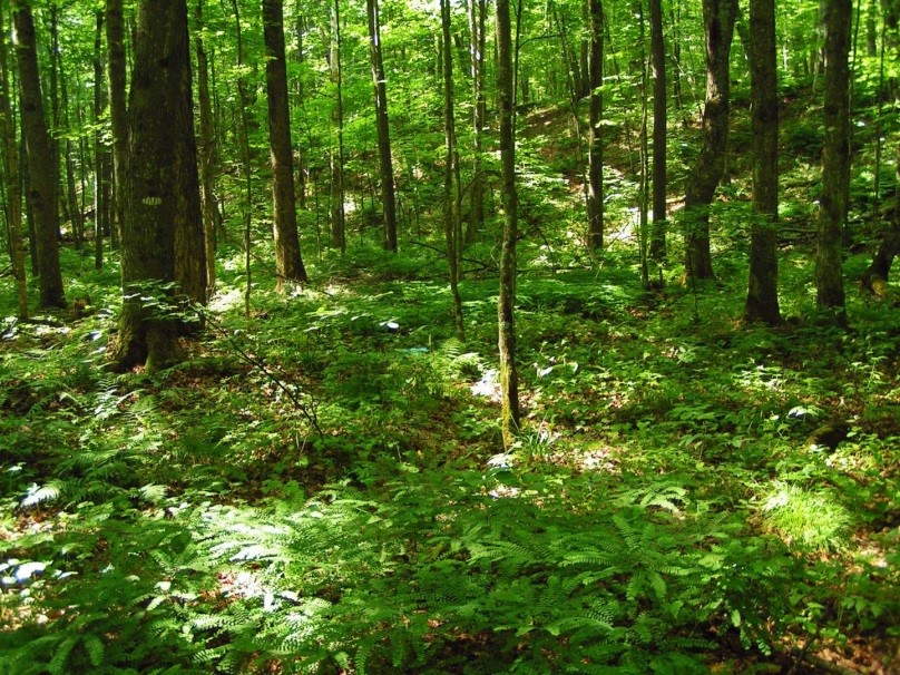The rich understory vegetation in a forest with no earthworms. (Photo Paul Ojanen/University of Minnesota)