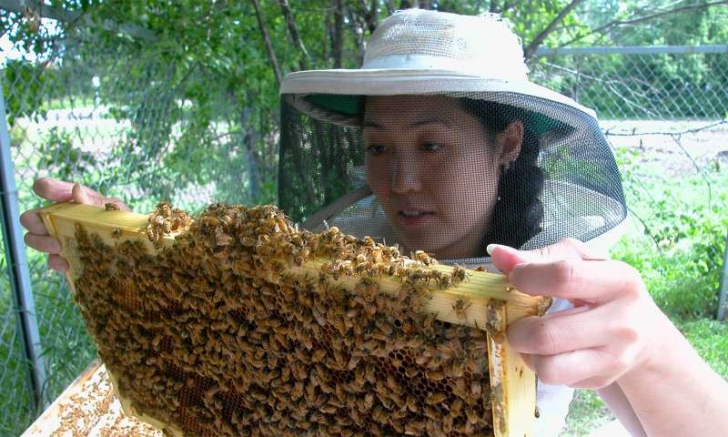 CATCH THE BUZZ – Insecticide hurts queen bees’ egg-laying abilities