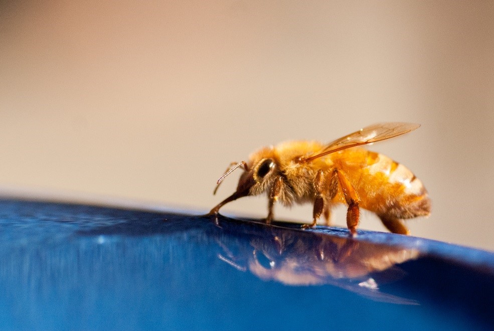 CATCH THE BUZZ – Begging for water gets water collector bees busy