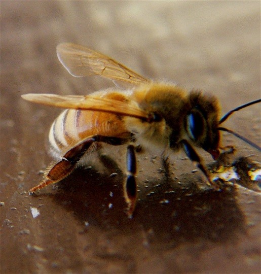 CATCH THE BUZZ – Even Sick Bees Can Find Food and Feed The Hive