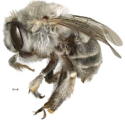 CATCH THE BUZZ – Rock-boring Bee Named after Ancient Pueblo Native-American Cliff Dwellers