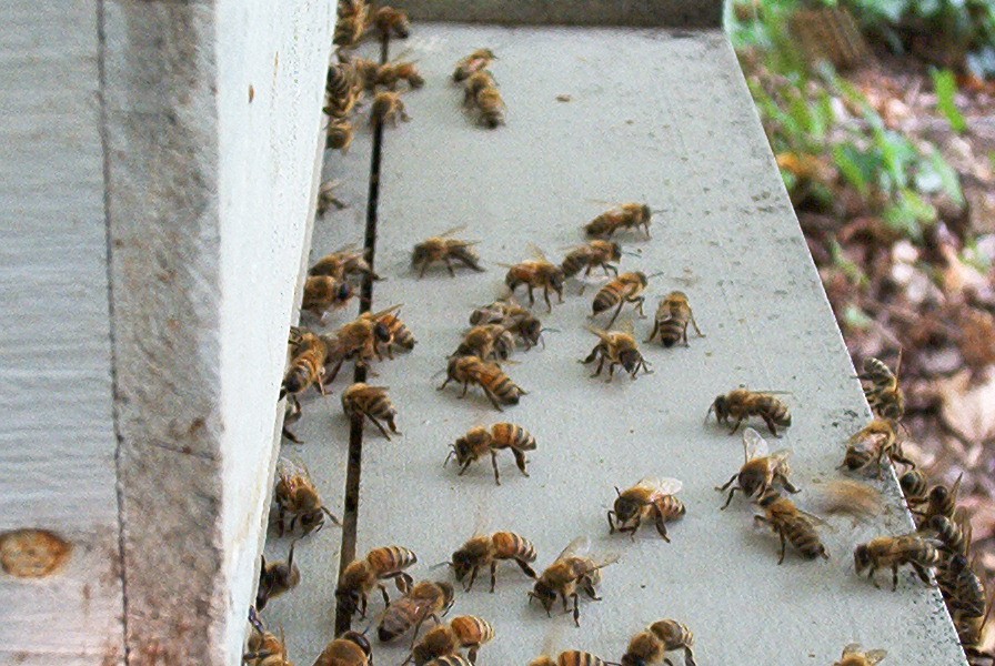 CATCH THE BUZZ – 2017 Bee Culture Calendar Photo Contest Closes October 3, 2016
