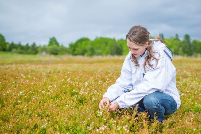 Apiculturist Robyn McCallum is seen working in blueberry field on a project aimed at strengthening and expanding the honey bee population in Atlantic Canada.