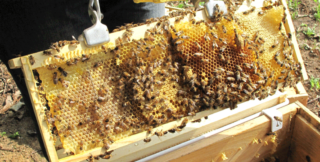 Plastic Bee Honey Bucket Rack Frame Grip Holder Beekeeping Beekeepers Tool BT 