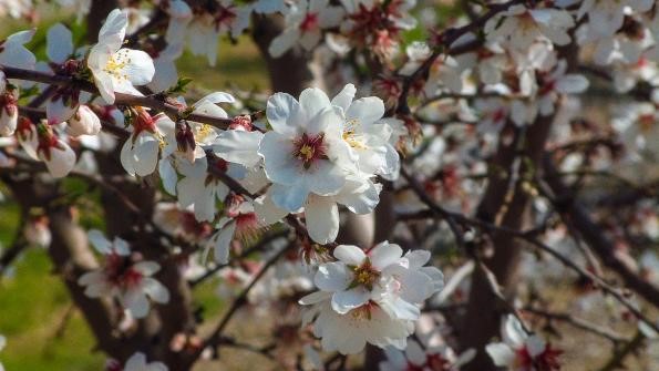 CATCH THE BUZZ – New Plant Growth Regulator Labeled For Almonds In Bloom