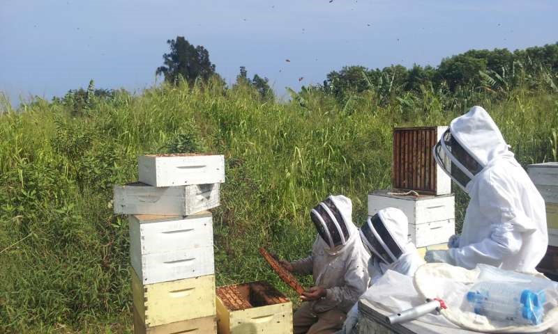 CATCH THE BUZZ – Hawaiian Study highlights a new threat to bees worldwide