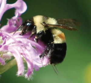 Rusty Patched Bumblebee. (Xerces Society photo)