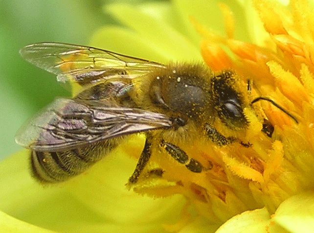 RUSSIAN Honey Bees-types of bees