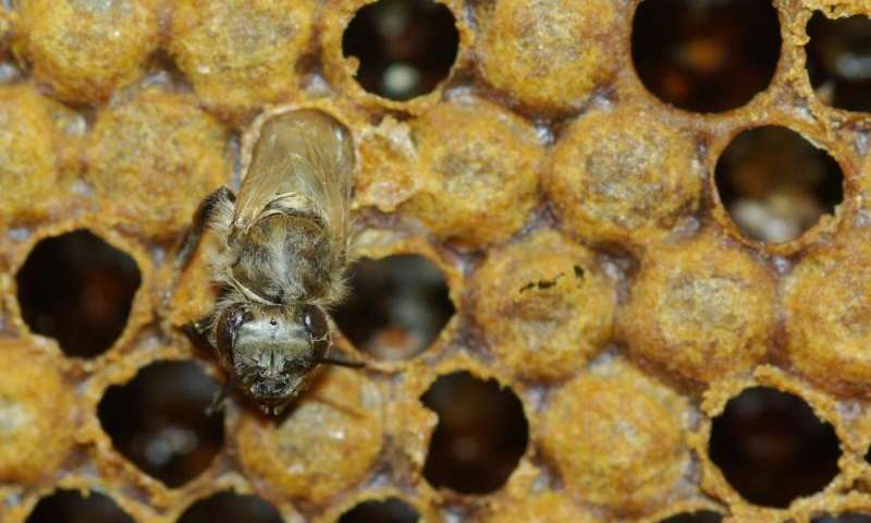 A young honey bee worker emerging from the cell in which it developed. Credit: Vincent Dietemann, Agroscope 