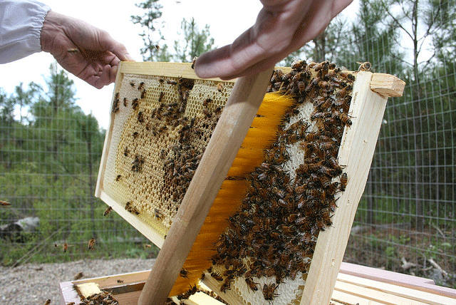 BIN 1pc Gentle Fibers Beekeepers Bee Brush D6Q9 